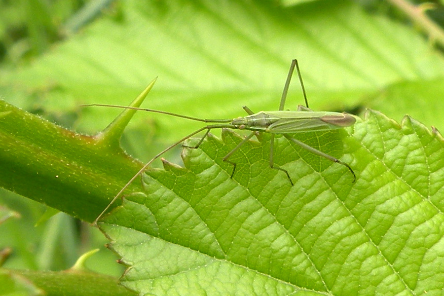 Megaloceroea recticornis (Geoffroy 1785)